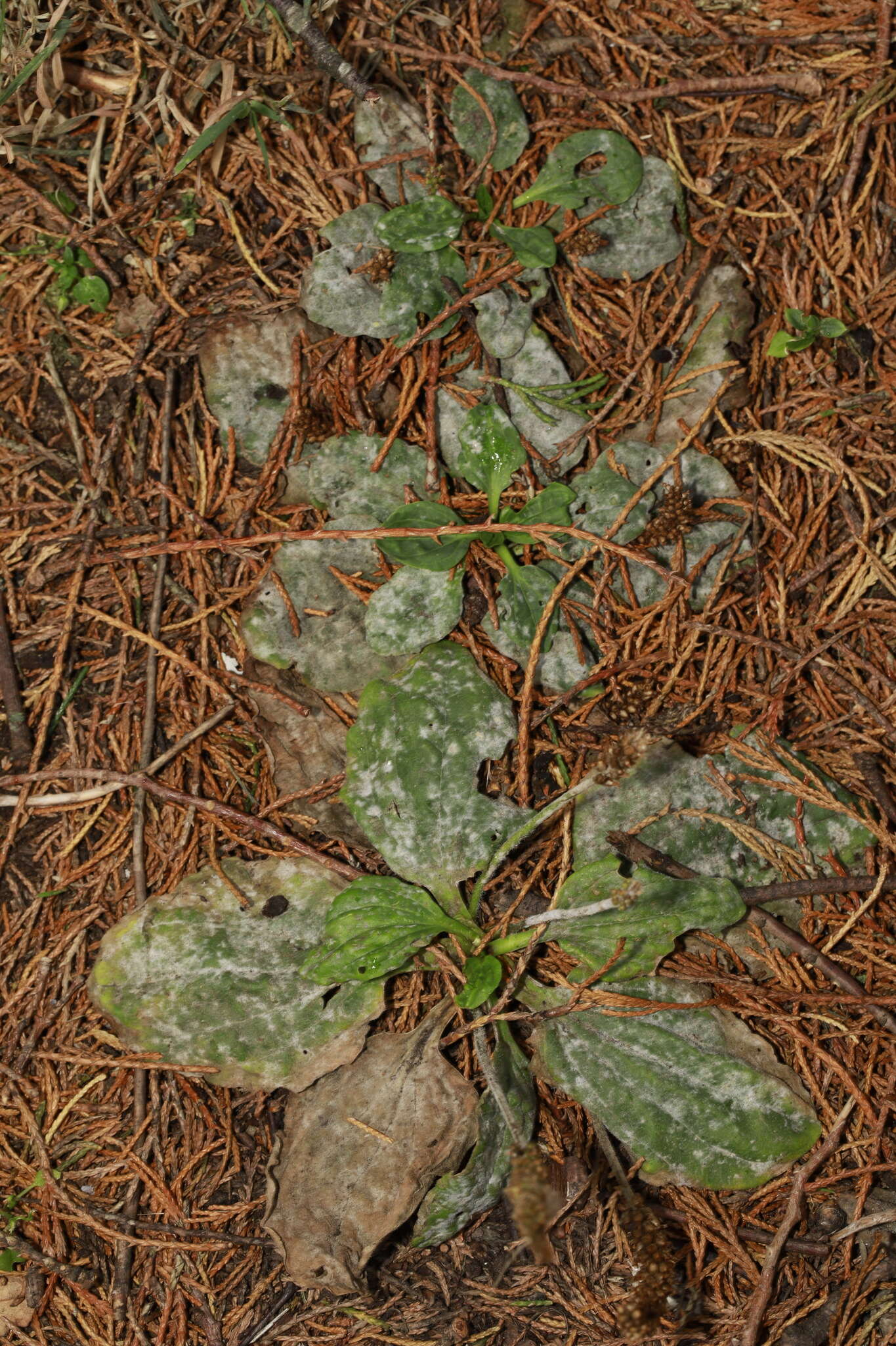 صورة Golovinomyces sordidus (L. Junell) V. P. Heluta 1988