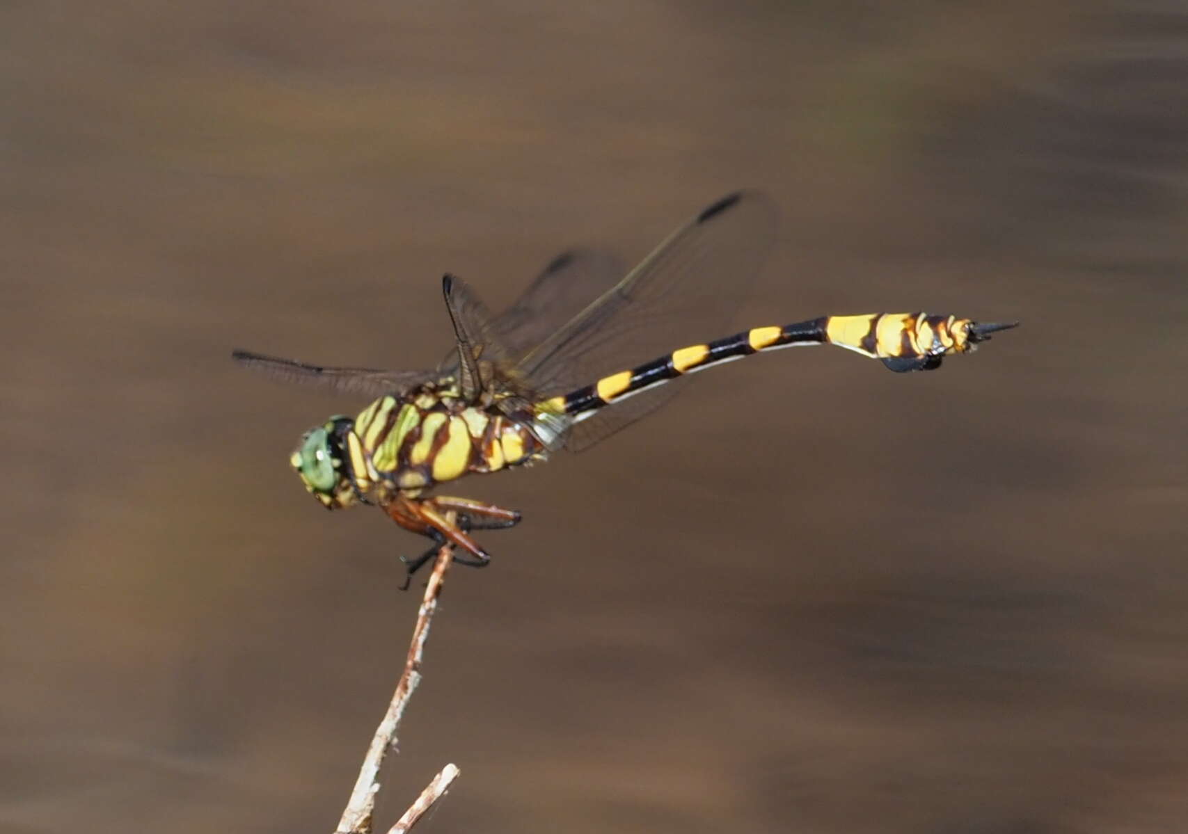 صورة Ictinogomphus dobsoni Watson 1969