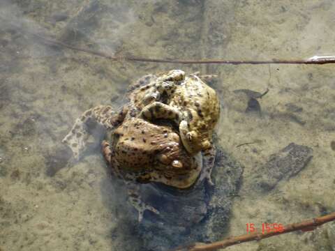 Image of Common Toad