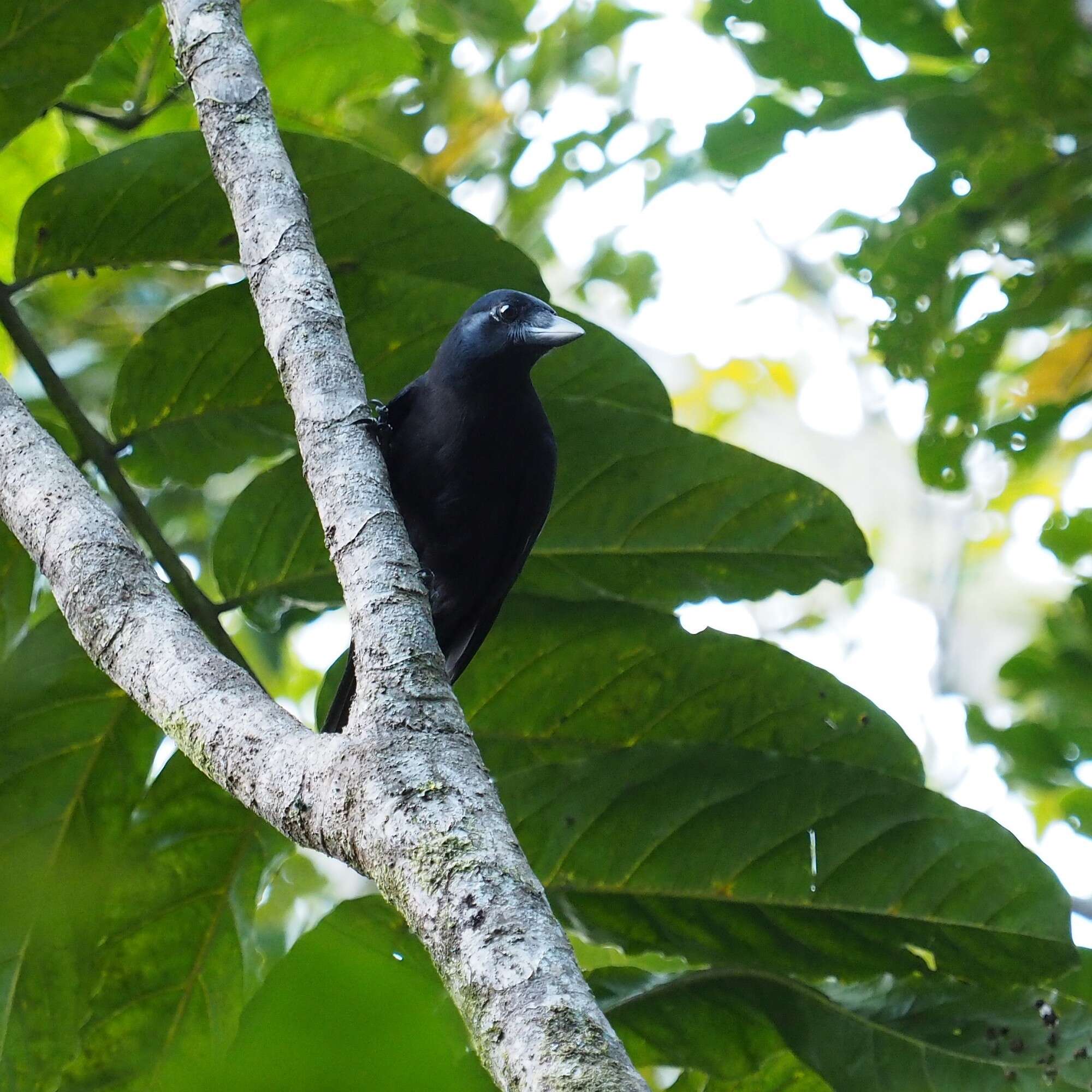 Image of New Caledonian Crow