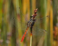 Image of Eastern Pygmyfly