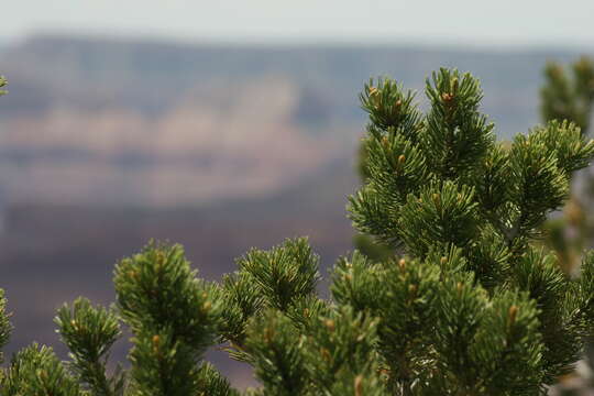 Image of Colorado Pinyon