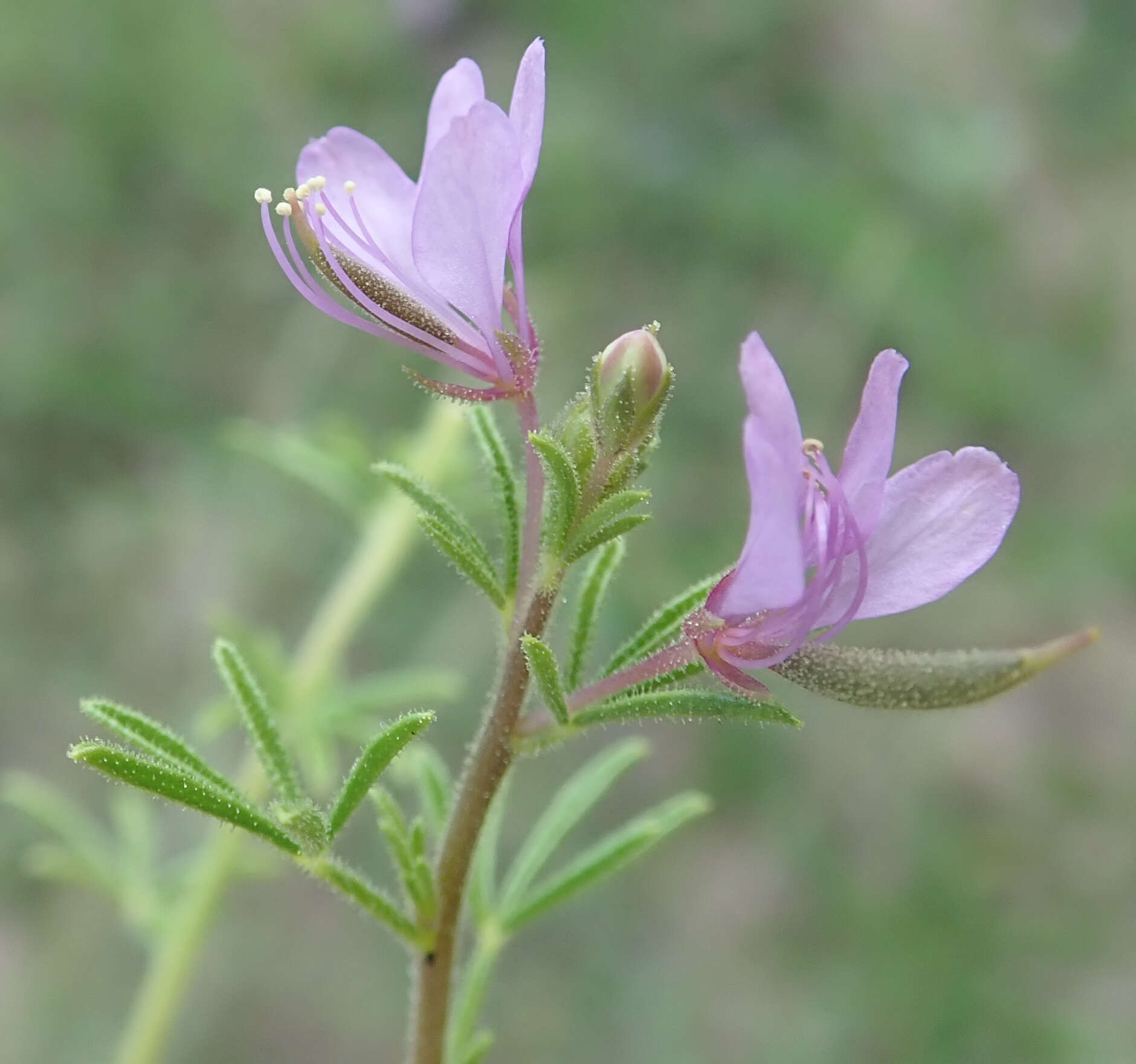 Image of Sieruela rubella (Burch.) Roalson & J. C. Hall