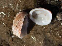 Image of Mollusca