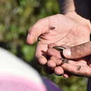 Image of Chalcides bedriagai cobosi Valverde 1997