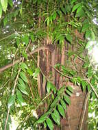Image of Borneo kauri