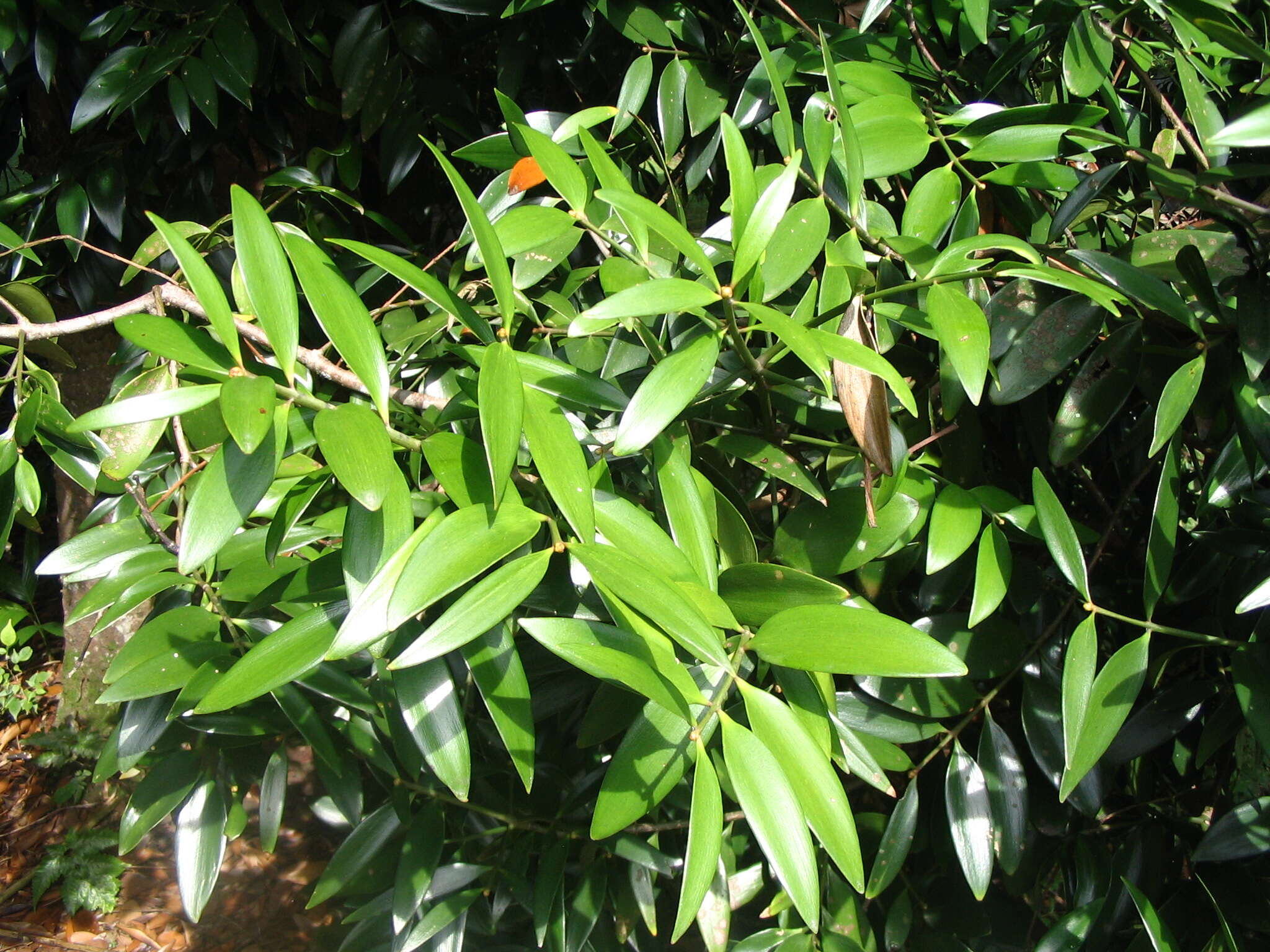 Image of Borneo kauri