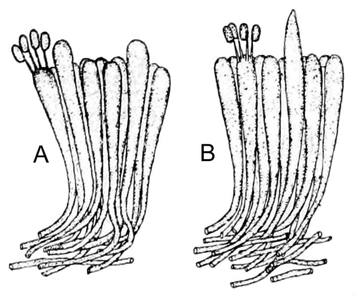 Image of Panellus stipticus (Bull.) P. Karst. 1879