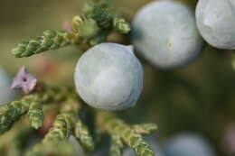 Image of Bigberry Juniper