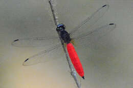 Image of Lyriothemis biappendiculata (Selys 1878)