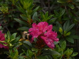 Image of Bombus pyrenaeus Pérez 1879