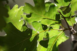 Image of Gambel Oak