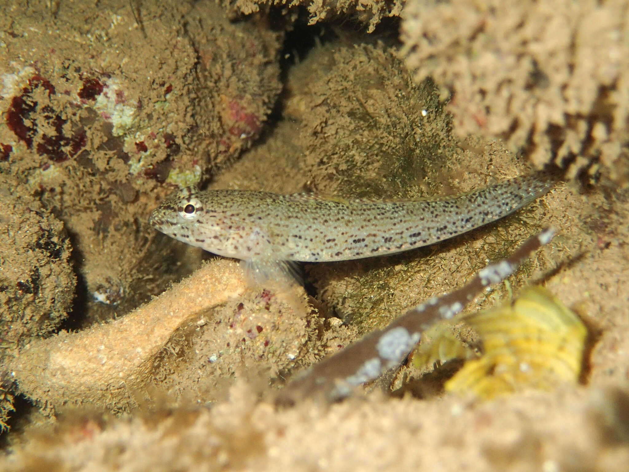 Image of Gobius incognitus Kovačić & Sanda 2016