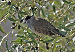 Image of Blackcap