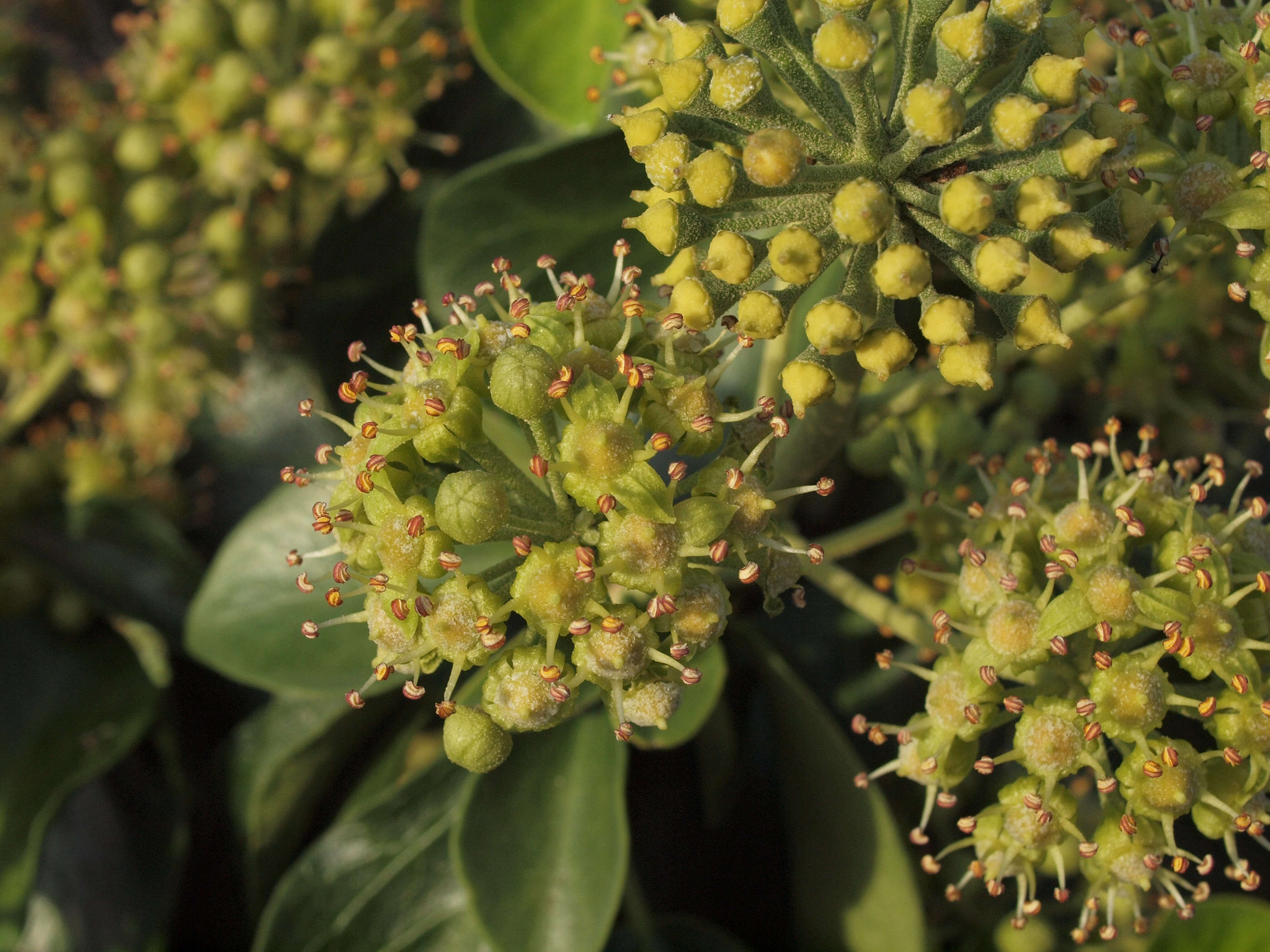 Image of English ivy