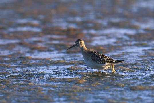 Image of Wood Sandpiper