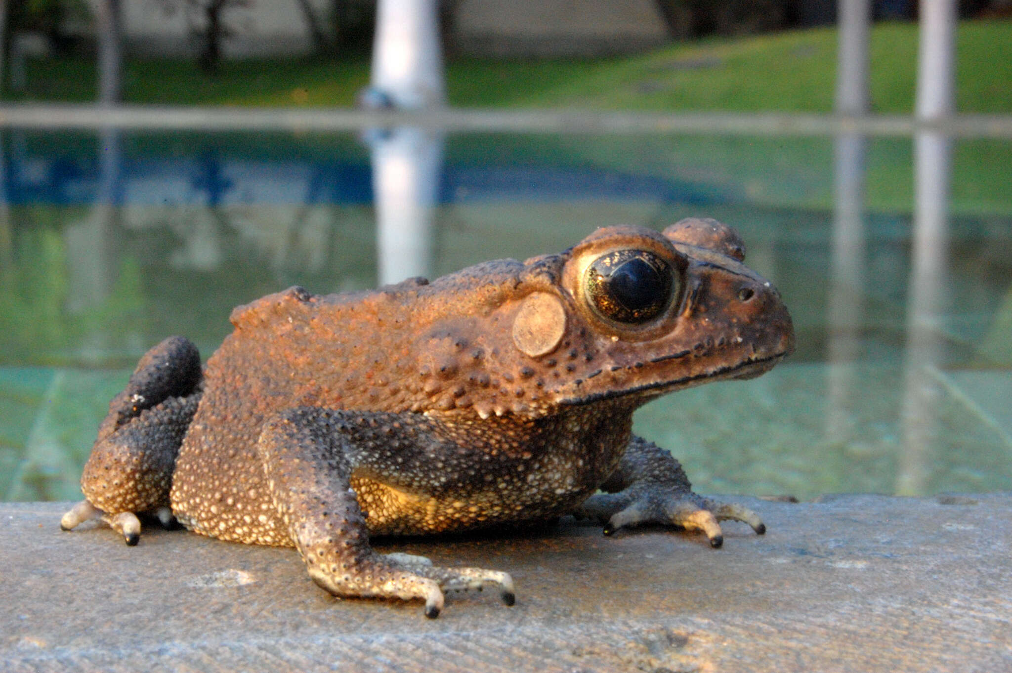 Image of Asian black-spined toad