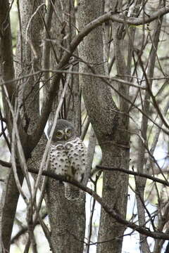 Image of Glaucidium capense ngamiense (Roberts 1932)