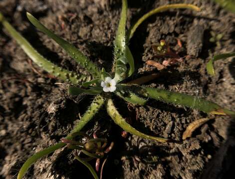 Image of Dwarf Popcorn-Flower