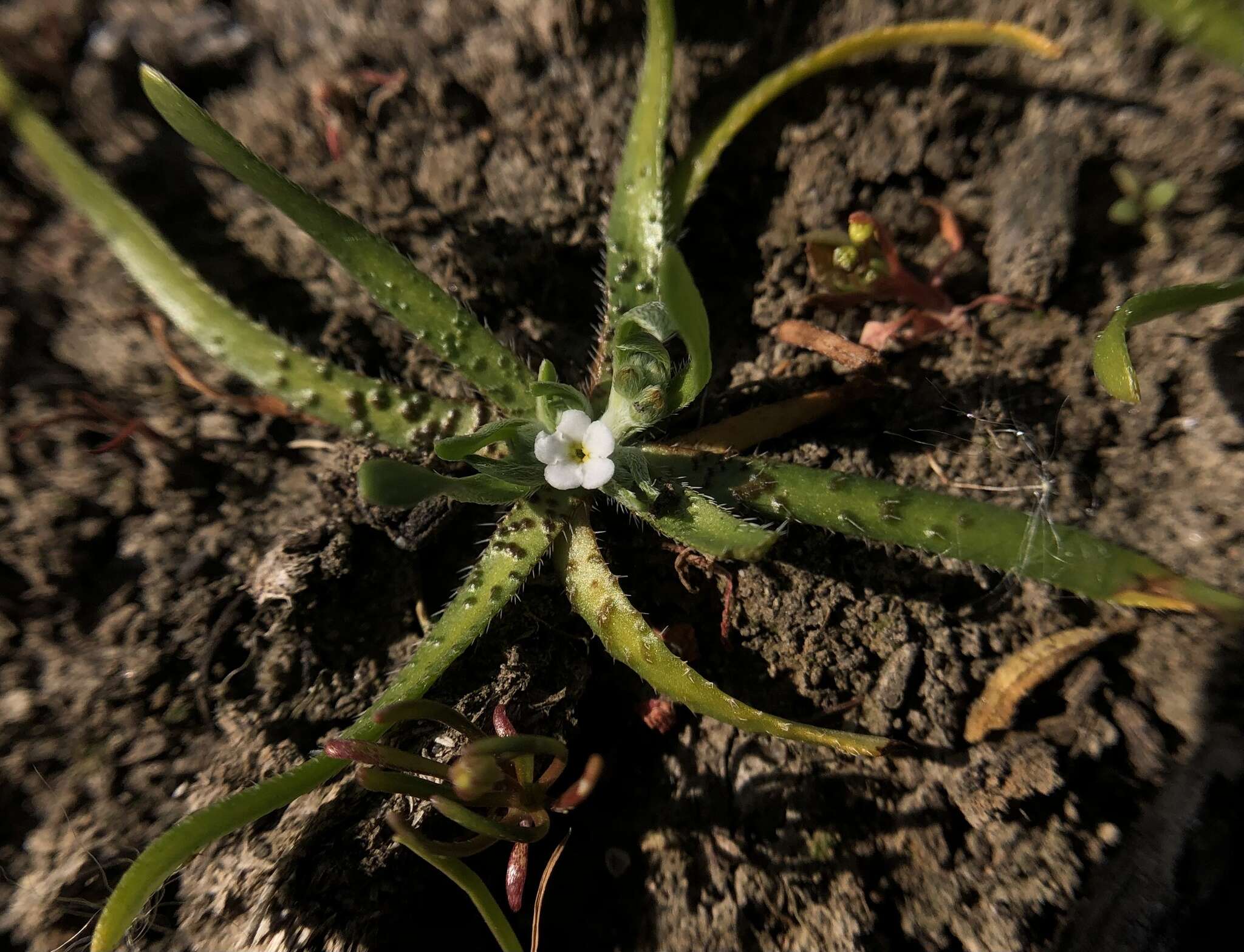 Image of Dwarf Popcorn-Flower