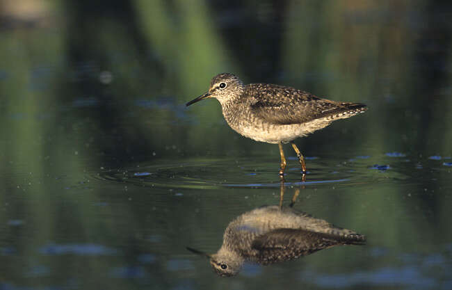 Image of Wood Sandpiper