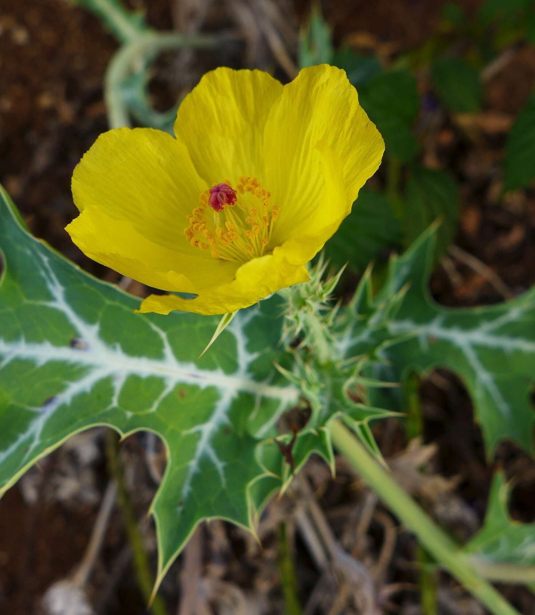 Image of Mexican pricklypoppy