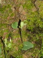 Image de Corybas oblongus (Hook. fil.) Rchb. fil.