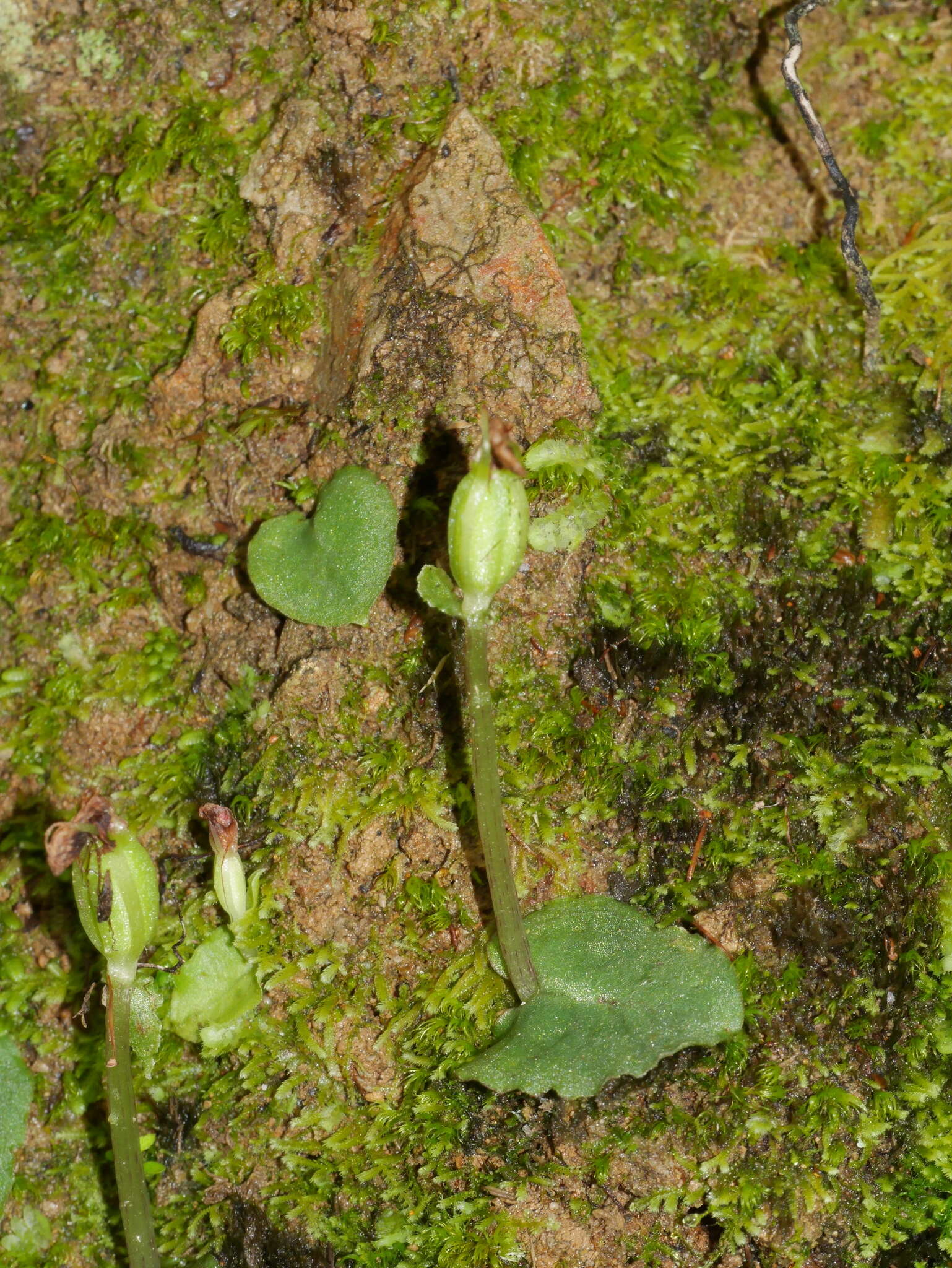 Image de Corybas oblongus (Hook. fil.) Rchb. fil.