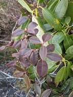 Image of Rhododendron smokianum Ralf Bauer & Albach