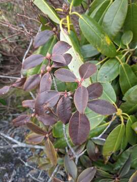 Image of Rhododendron smokianum Ralf Bauer & Albach