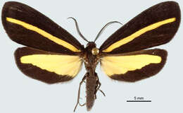 Image of Lyces striata