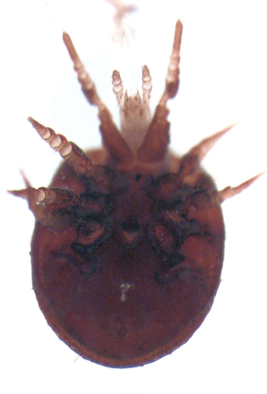 Image of tortoise mites