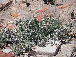 Image of Phylica odorata Schltr.