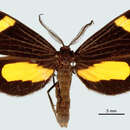 Image of Lyces angulosa