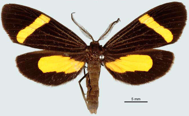 Image of Lyces angulosa