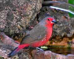 Image of African Firefinch