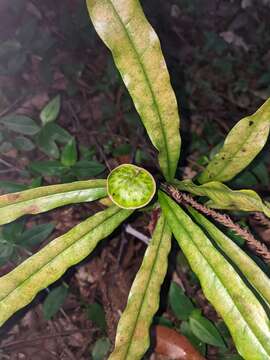 Image of Eupomatia bennettii F. Müll.