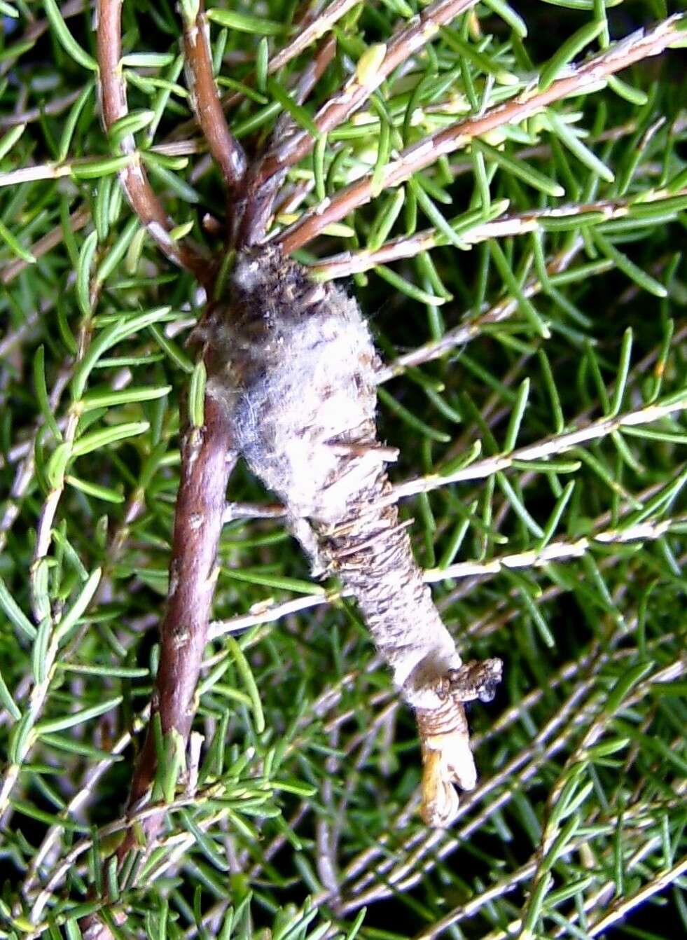 Image of Phalacropterix