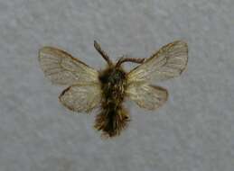 Image of Phalacropterix