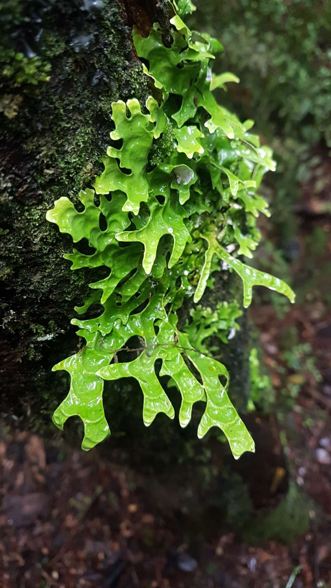 Image of Pseudocyphellaria billardierei (Delise) Räsänen