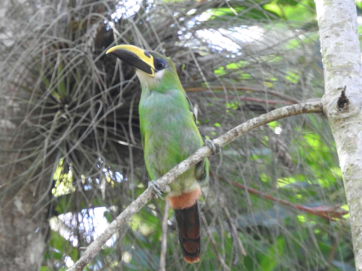 Aulacorhynchus prasinus prasinus (Gould 1833)的圖片