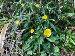 صورة Ranunculus japonicus Thunb.