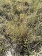 Image of Helianthus devernii Draper