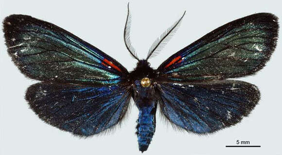 Image of Scea necyria