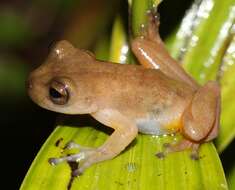 Image of Bromeliohyla Faivovich, Haddad, Garcia, Frost, Campbell & Wheeler 2005