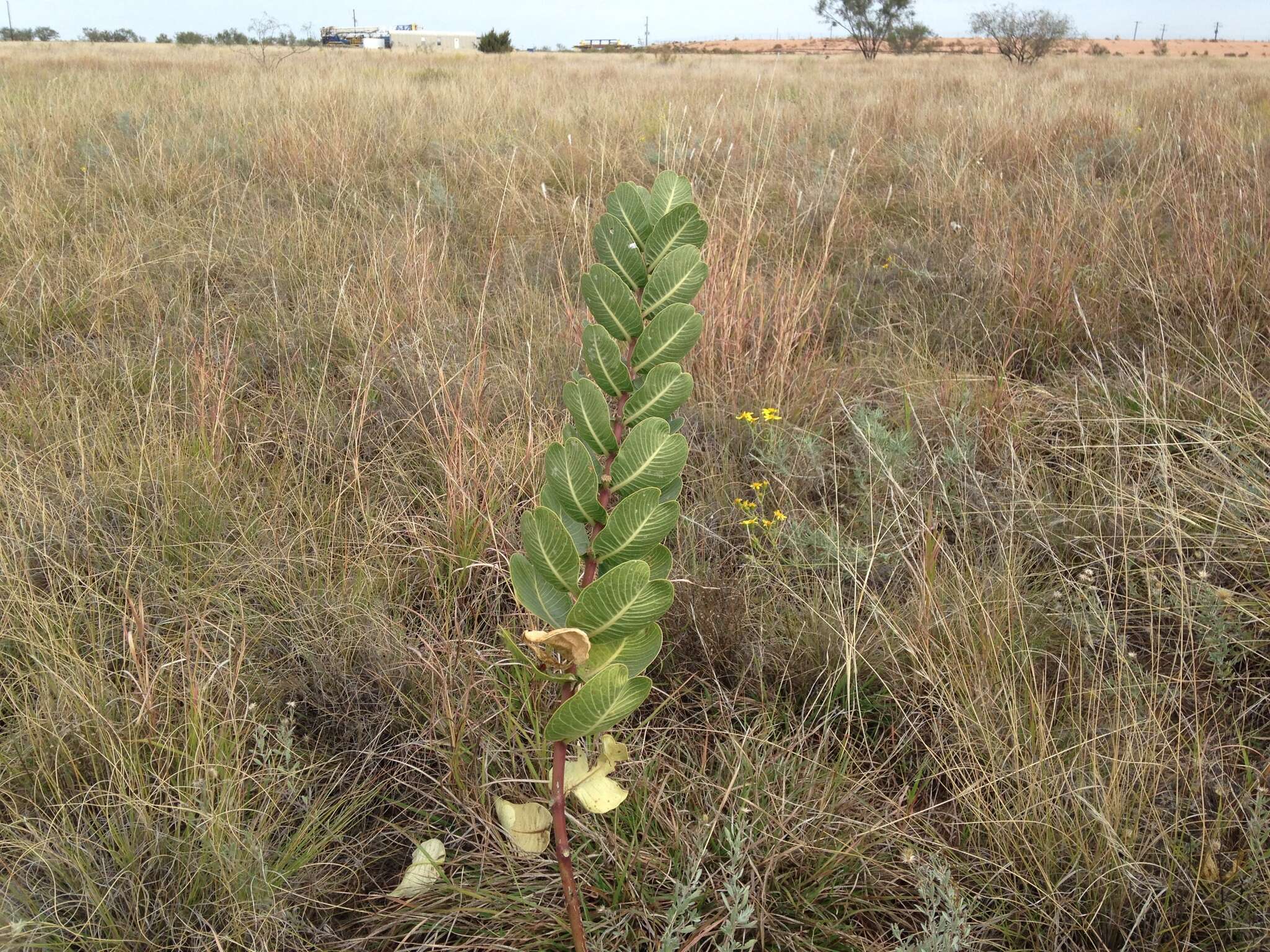 Image of broadleaf milkweed