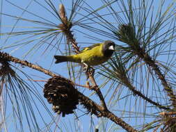 Image of Black-headed Siskin