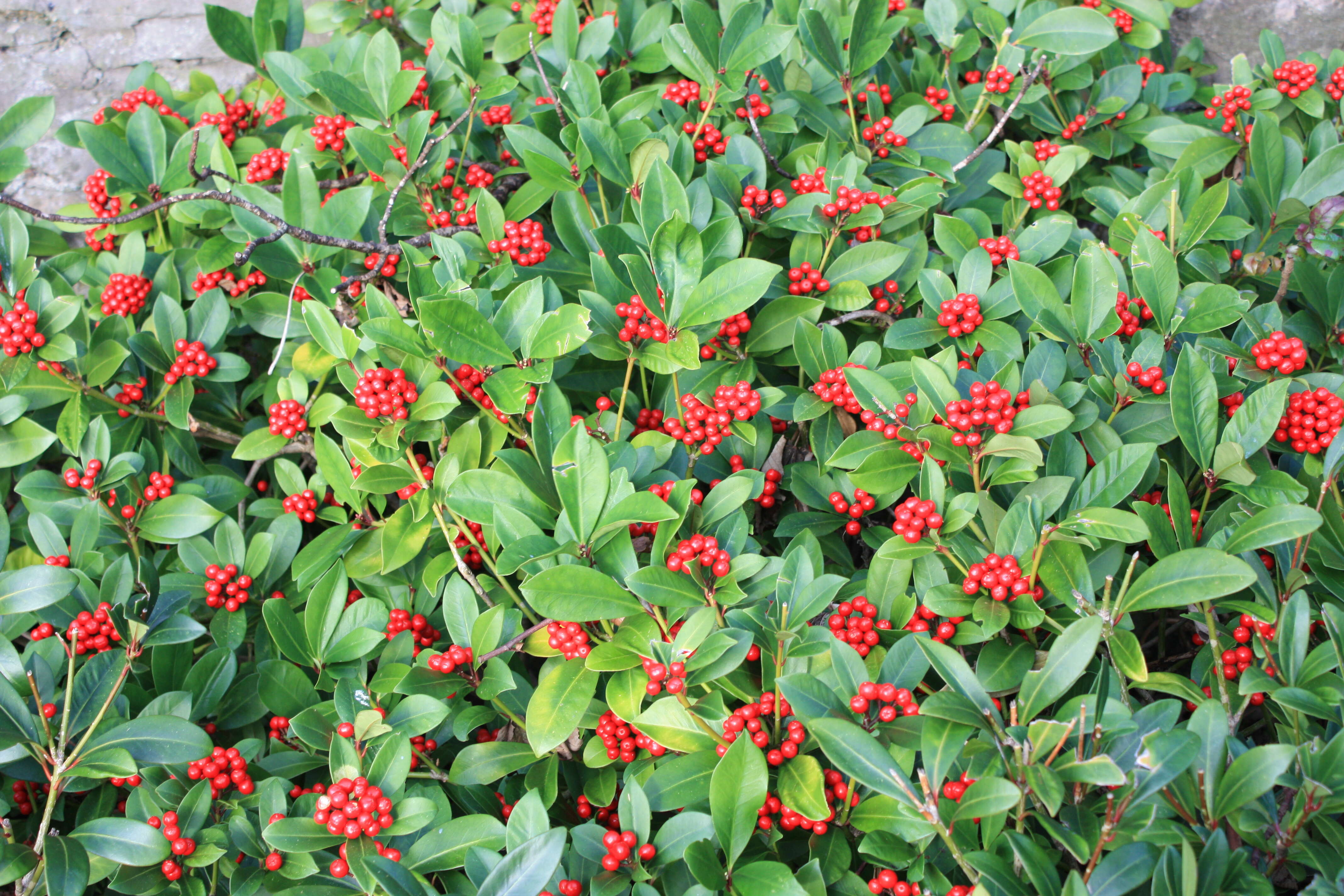 Image of Skimmia