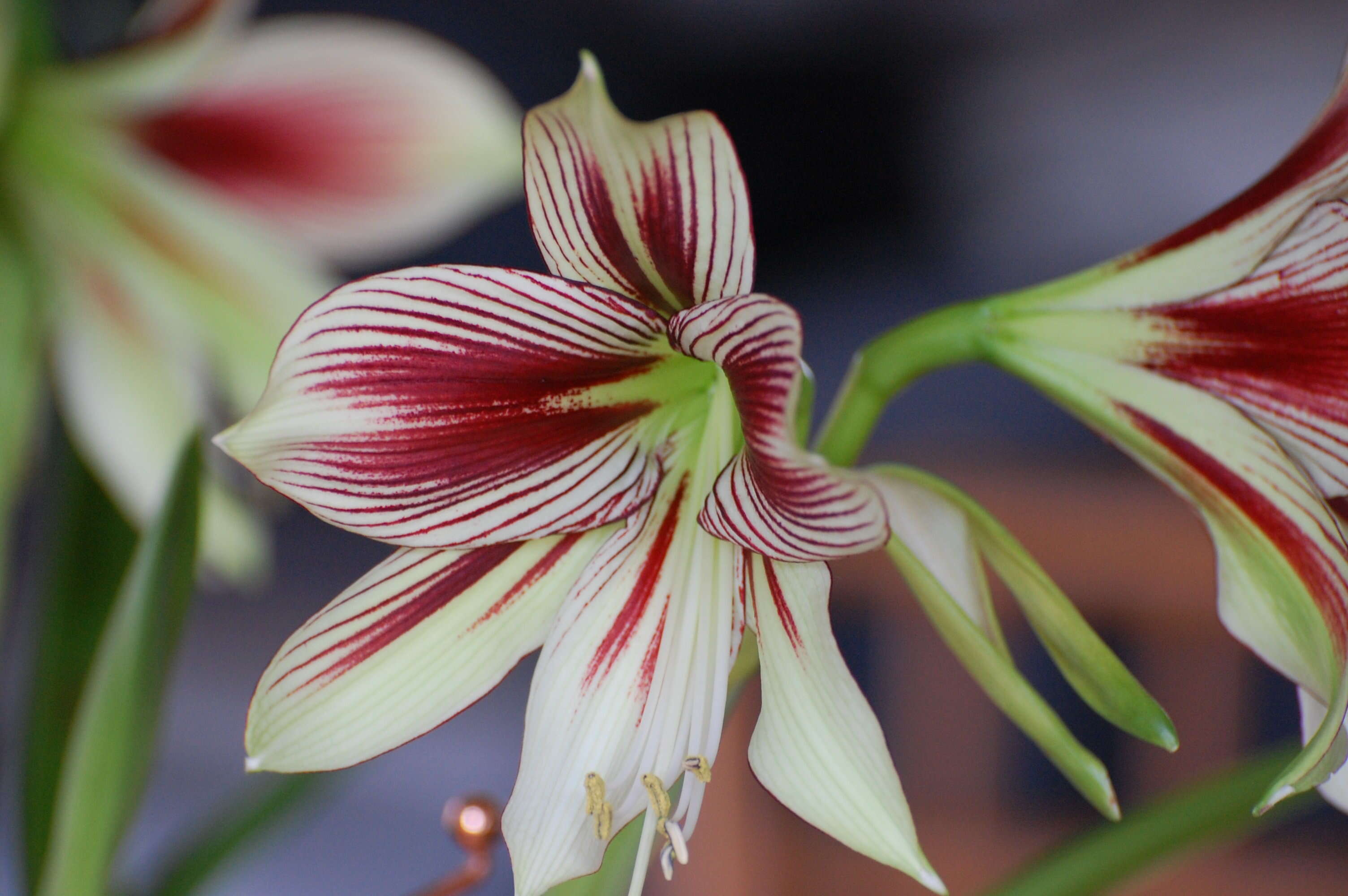 Imagem de Hippeastrum papilio (Ravenna) Van Scheepen