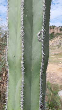 Sivun Echinocereeae kuva